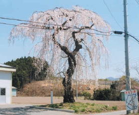 上古語父の枝垂れ桜の写真