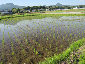写真：稲の成長記録（平成26年6月1日現在）1