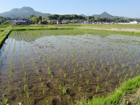 写真:稲の成長記録（平成26年6月1日現在）2