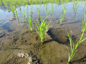 写真:稲の成長記録（平成26年6月1日現在）