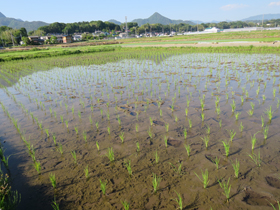 写真:稲の成長記録（平成26年6月1日現在）4