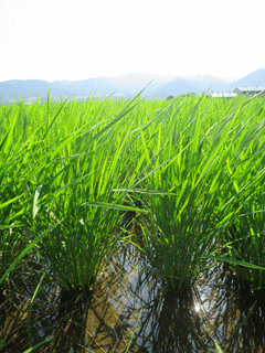 写真：稲の成長記録（平成26年7月8日現在）3