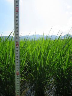 写真：稲の成長記録（平成26年7月8日現在）4