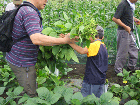 写真：枝豆の収穫