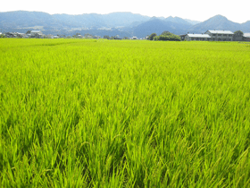 写真：稲の成長記録（平成26年8月6日現在）1