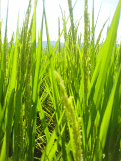 写真：稲の成長記録（平成26年8月6日現在）2
