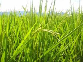 写真：稲の成長記録（平成26年8月6日現在）3