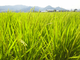 写真：稲の成長記録（平成26年8月6日現在）4