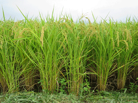 写真：稲の成長記録（平成26年8月28日現在）1