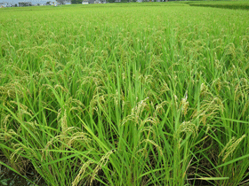 写真：稲の成長記録（平成26年8月28日現在）2