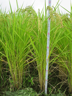 写真：稲の成長記録（平成26年8月28日現在）3