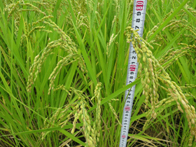写真：稲の成長記録（平成26年8月28日現在）4