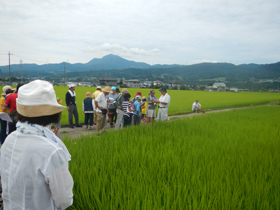 写真：稲を観察する参加者たち