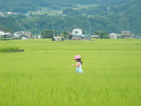 写真：田んぼの中を歩く女の子