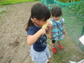 写真：トウモロコシを生で頬張る子ども