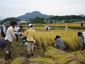 写真：稲刈り作業3