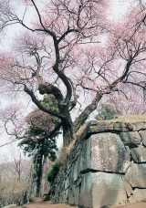 photo：Goten-zakura