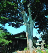 photo：Takahira Manor House and Pine Tree