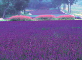 photo:Tambara Lavender Park