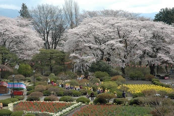 画像：沼田公園中央花壇及び桜春風景