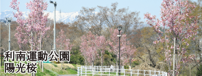 利南運動公園の陽光桜