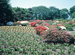 写真：沼田公園