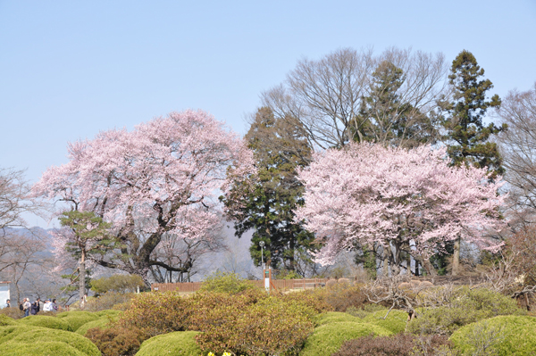 写真：沼田公園の桜