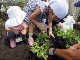 写真：夏野菜の収穫をする子どもたち