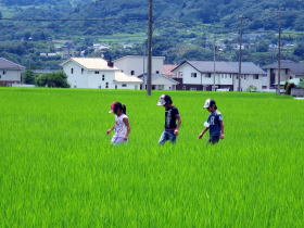 写真：田んぼの中を歩く子どもたち