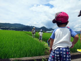 写真：田んぼの方を見つめる幼い子ども