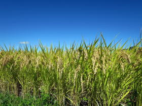 写真：稲が輝く田んぼの様子