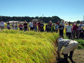 写真：稲刈りの実演を見学する参加者たち