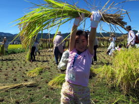 写真：刈った稲を掲げる女の子