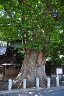 写真：須賀神社の大ケヤキ