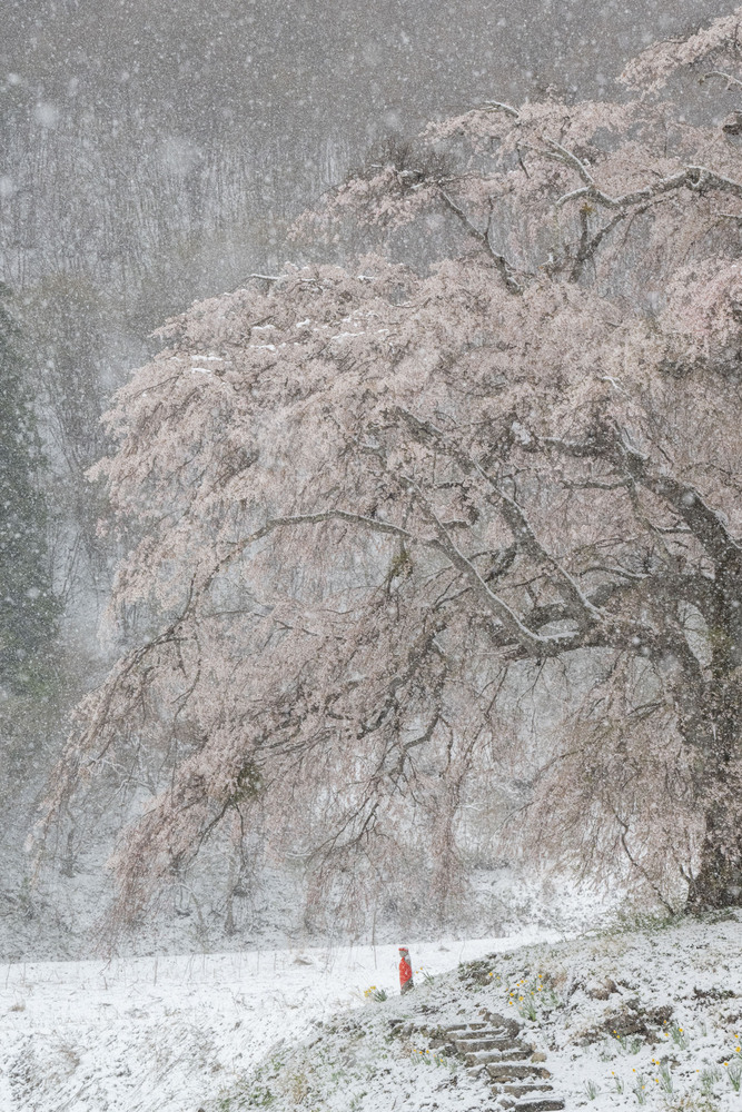 写真：桜の写真