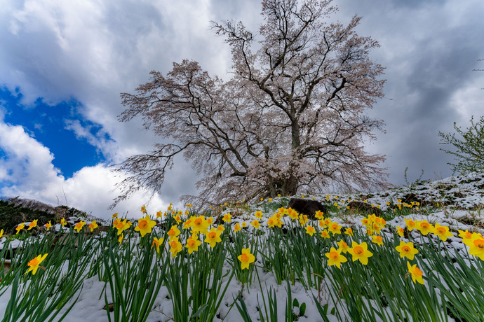写真：桜と水仙の写真