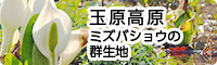 玉原高原　ミズバショウの群生地