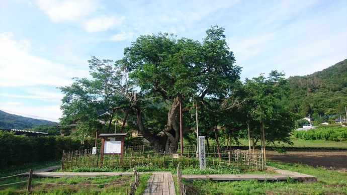 写真：薄根の大クワ