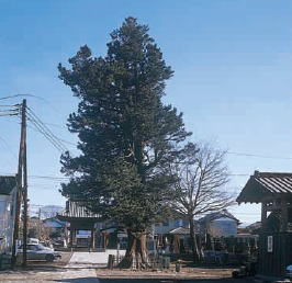 正覚寺のコウヤマキの写真