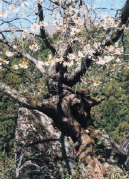 石割桜の写真