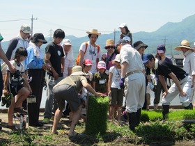 写真：稲の根切り