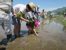 写真：田植え1