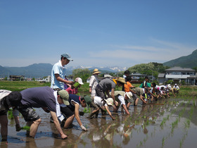 写真：田植え2