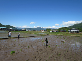 写真：田植え3