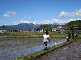 写真：田植え4