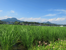 写真：稲の成長記録（平成26年7月8日現在）2