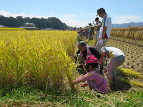 写真：稲刈り1