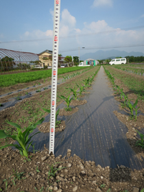 写真：苗の成長記録（平成26年6月4日現在）2