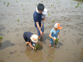 写真：田植え作業2