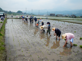 写真：田植え作業4